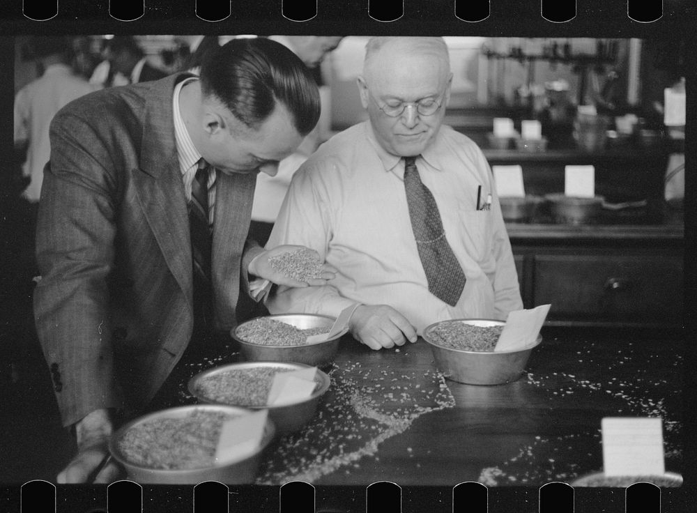 [Untitled photo, possibly related to: Buyer examining oat samples at open market, Minneapolis Grain Exchange, Minnesota].…