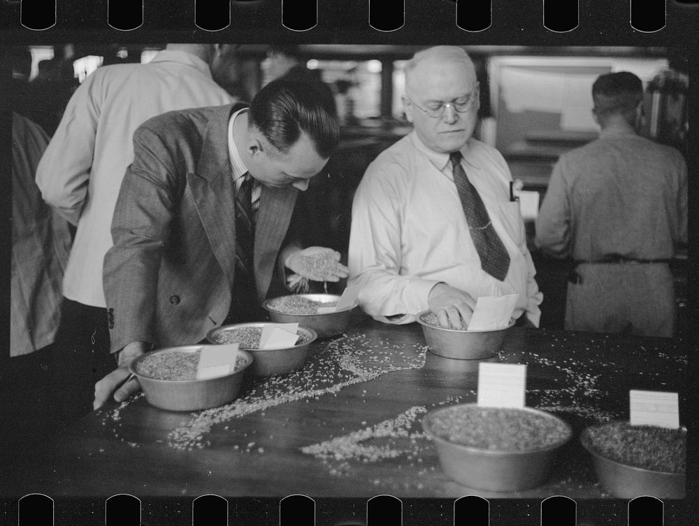 [Untitled photo, possibly related to: Buyer examining oat samples at open market, Minneapolis Grain Exchange, Minnesota].…