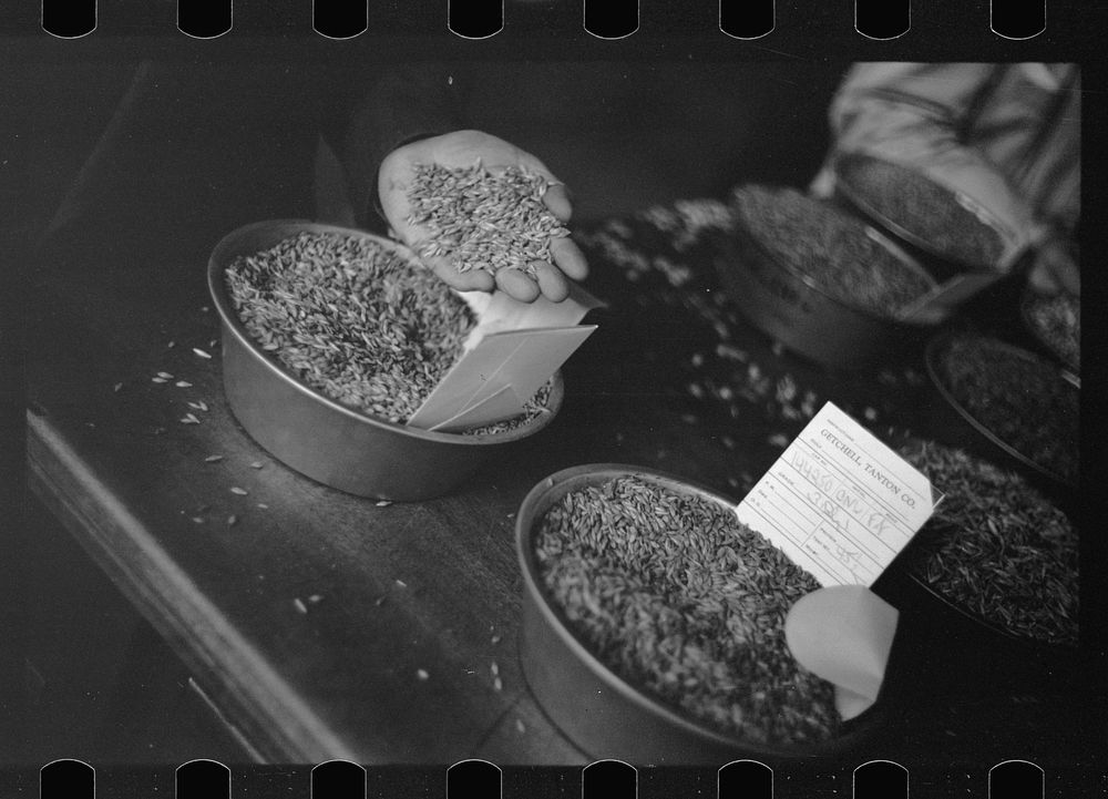 Buyer examining oat samples at open market, Minneapolis Grain Exchange, Minnesota. Sourced from the Library of Congress.