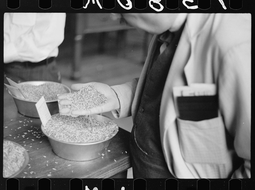 Buyer examining sample of oats at open market, Minneapolis Grain Exchange, Minnesota. Sourced from the Library of Congress.