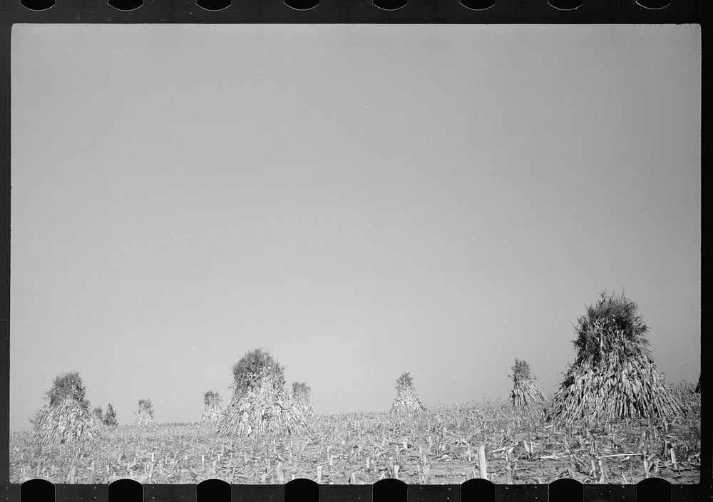 Corn field, Greenhills, Ohio. Sourced from the Library of Congress.