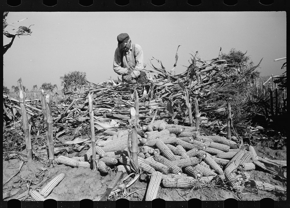Shucking corn, Greenhills, Ohio. Sourced from the Library of Congress.