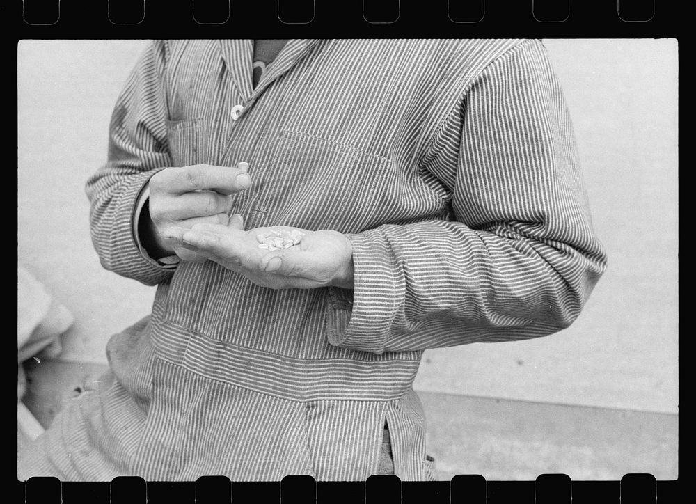 [Untitled photo, possibly related to: Hybrid corn at hybrid seed plant, Marshall County, Iowa]. Sourced from the Library of…