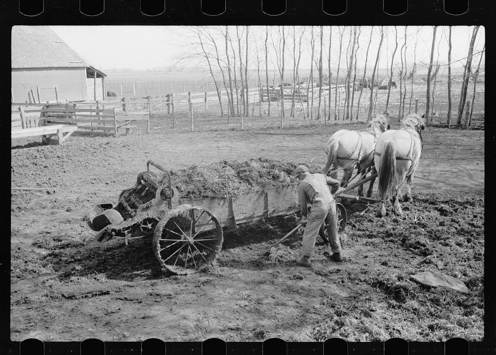 Loading manure into spreader. Grundy Center, Iowa. Sourced from the Library of Congress.
