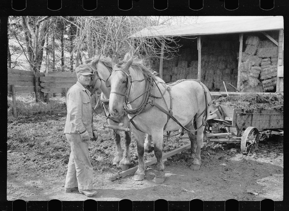 [Untitled photo, possibly related to: Leading horses to the barn, Grundy County, Iowa]. Sourced from the Library of Congress.