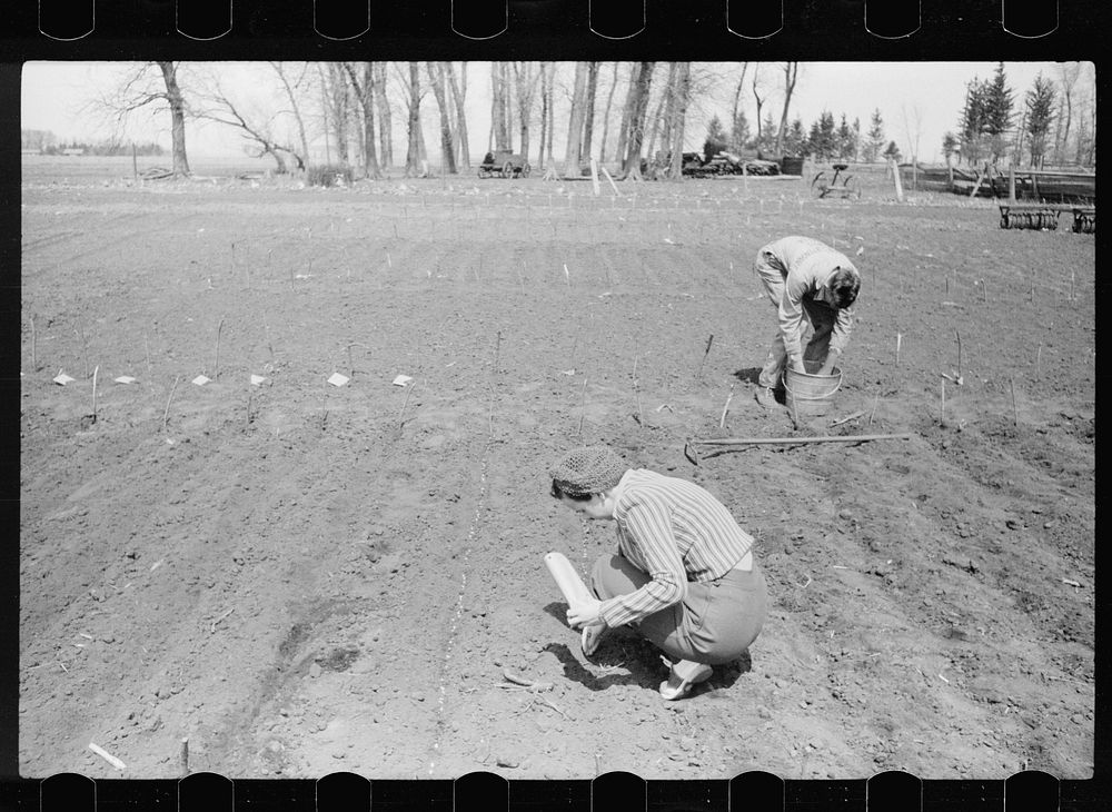 Son and daughter of corn grower planting test plots of hybrid seed corn, Grundy County, Iowa. Sourced from the Library of…