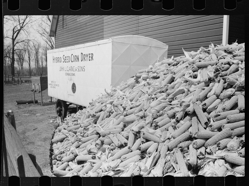 Hybrid seed corn dryer, Grundy County, Iowa. Sourced from the Library of Congress.