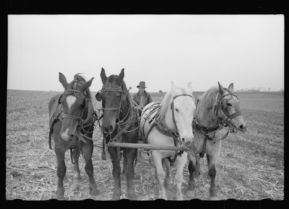 Plowing with four horses, Grundy County, Iowa. Sourced from the Library of Congress.