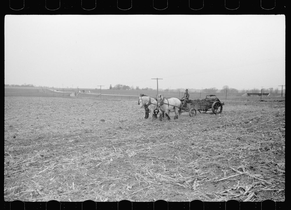 [Untitled photo, possibly related to: Spreading manure, Grundy County, Iowa]. Sourced from the Library of Congress.