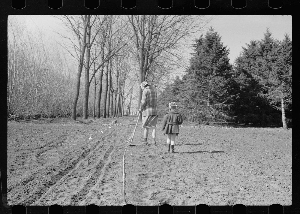 [Untitled photo, possibly related to: Cattle of Iowa corn farm, Grundy County, Iowa]. Sourced from the Library of Congress.