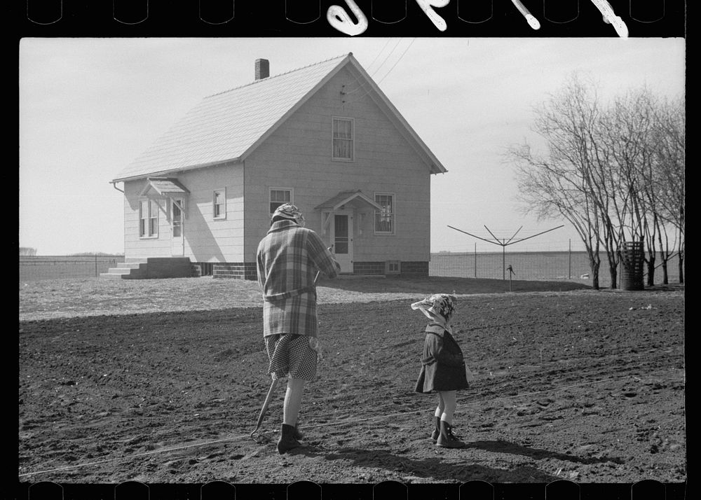 [Untitled photo, possibly related to: Cattle of Iowa corn farm, Grundy County, Iowa]. Sourced from the Library of Congress.