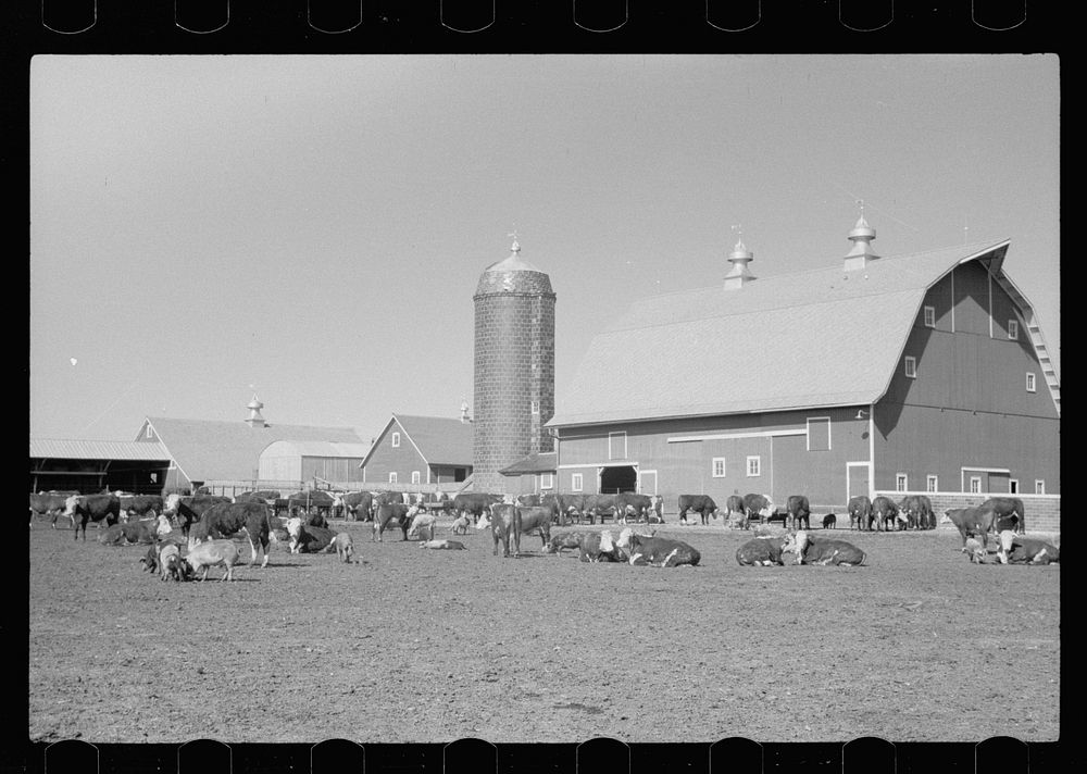 Cattle of Iowa corn farm, Grundy County, Iowa. Sourced from the Library of Congress.