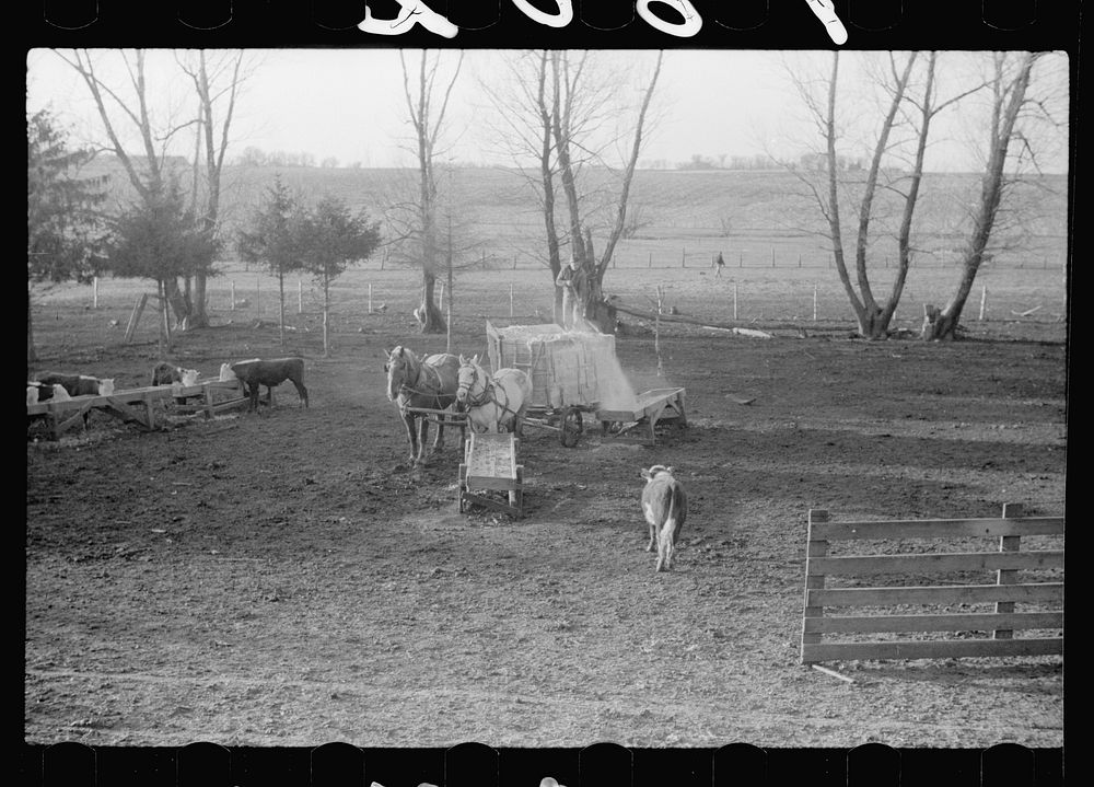 Feeding cattle, Grundy County, Iowa. Sourced from the Library of Congress.