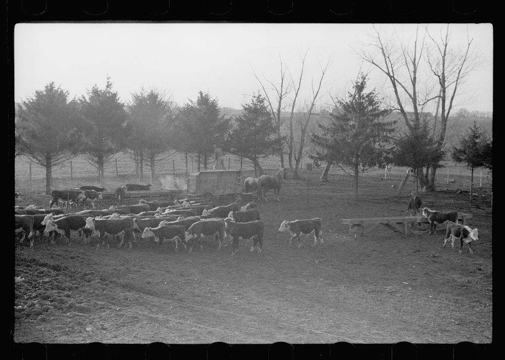 [Untitled photo, possibly related to: Feeding cattle, Grundy County, Iowa]. Sourced from the Library of Congress.