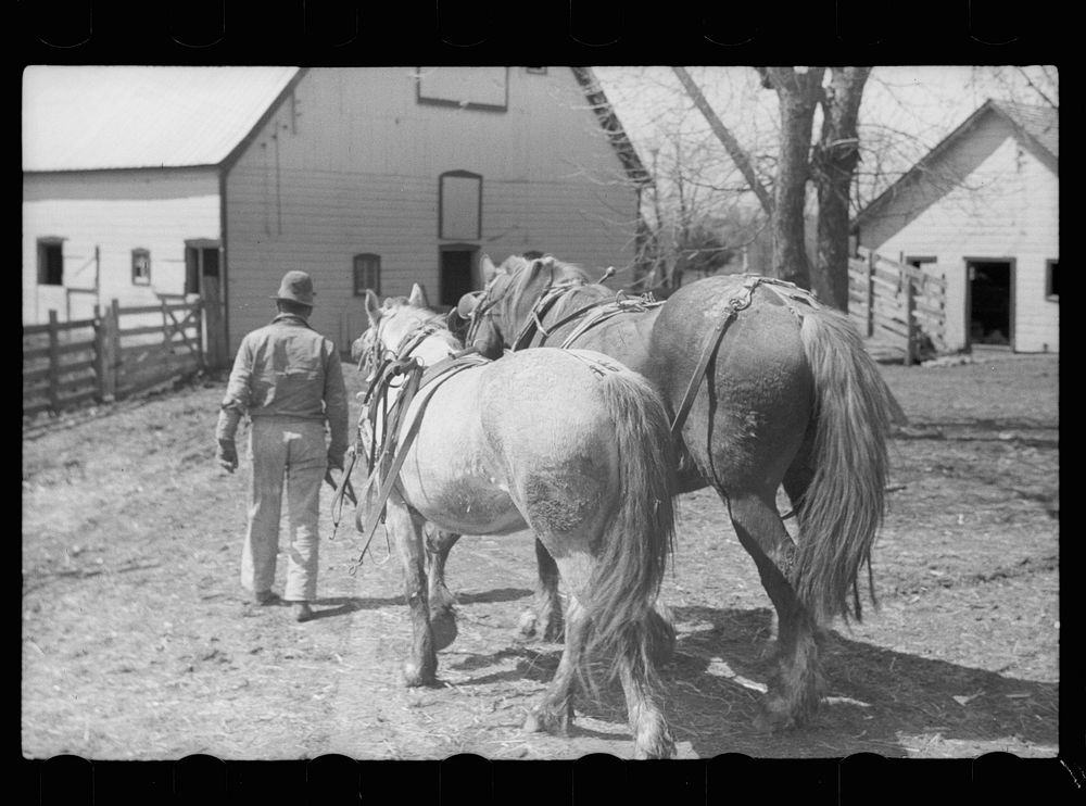 Leading horses to the barn after unharnessing, Grundy County, Iowa. Sourced from the Library of Congress.