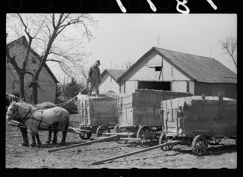Wagons loaded with ground corn for feed, Grundy County, Iowa. Sourced from the Library of Congress.