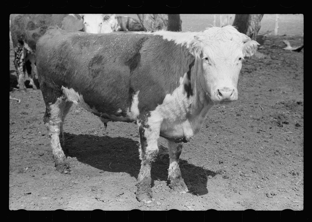 Calf, Grundy County, Iowa. Sourced from the Library of Congress.
