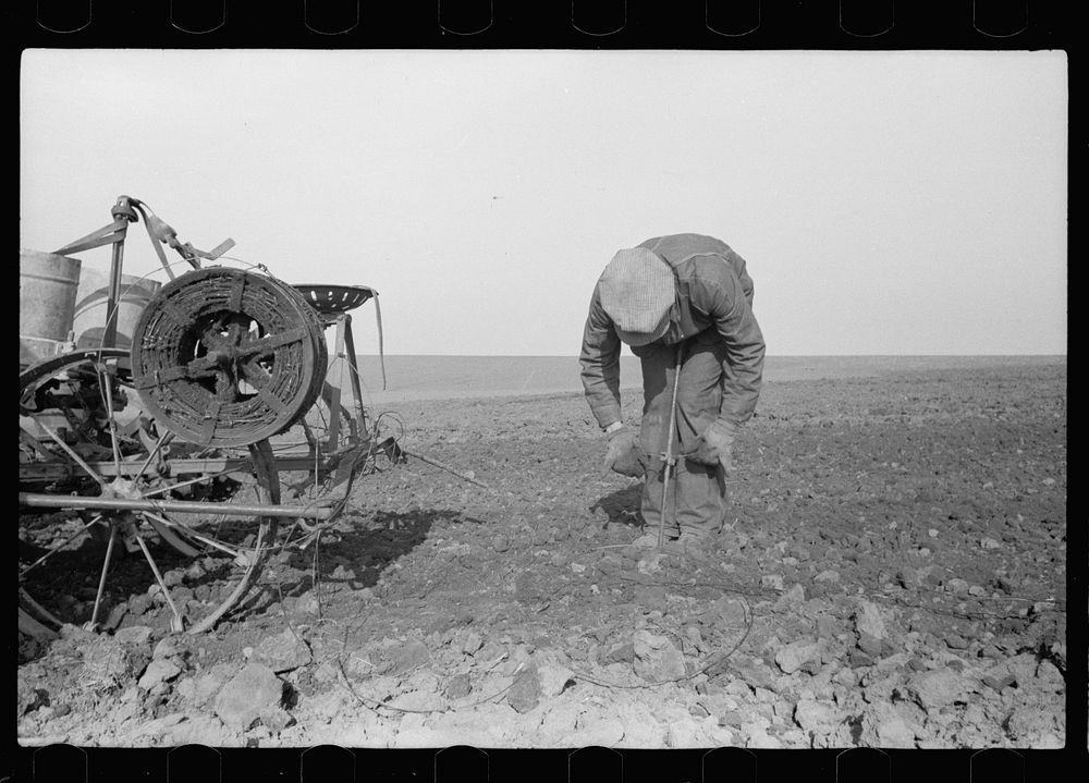 Adjusting wire in stake. Corn planting, Jasper County, Iowa. Sourced from the Library of Congress.