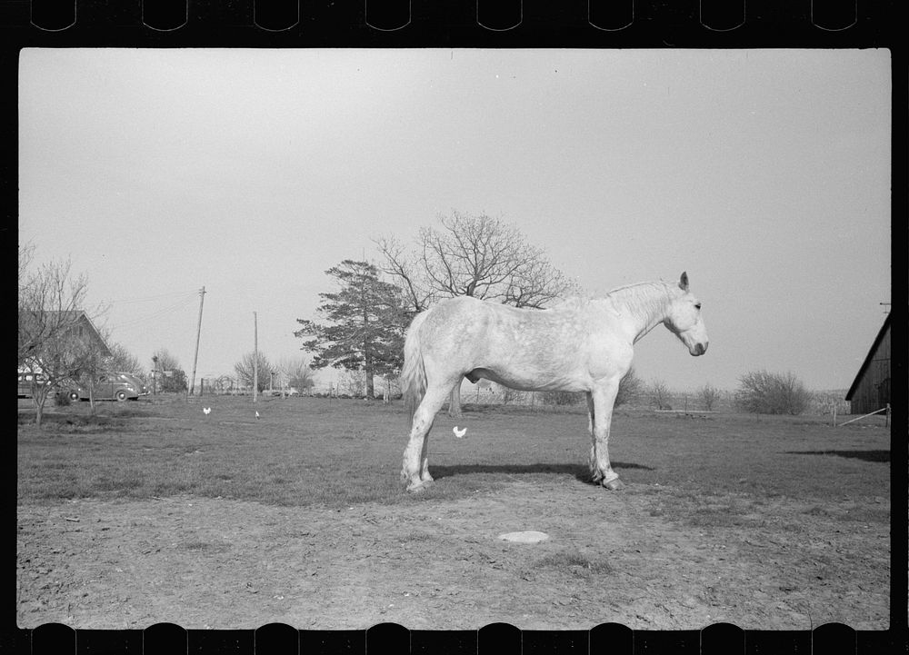 [Untitled photo, possibly related to: Horse, Jasper County, Iowa]. Sourced from the Library of Congress.