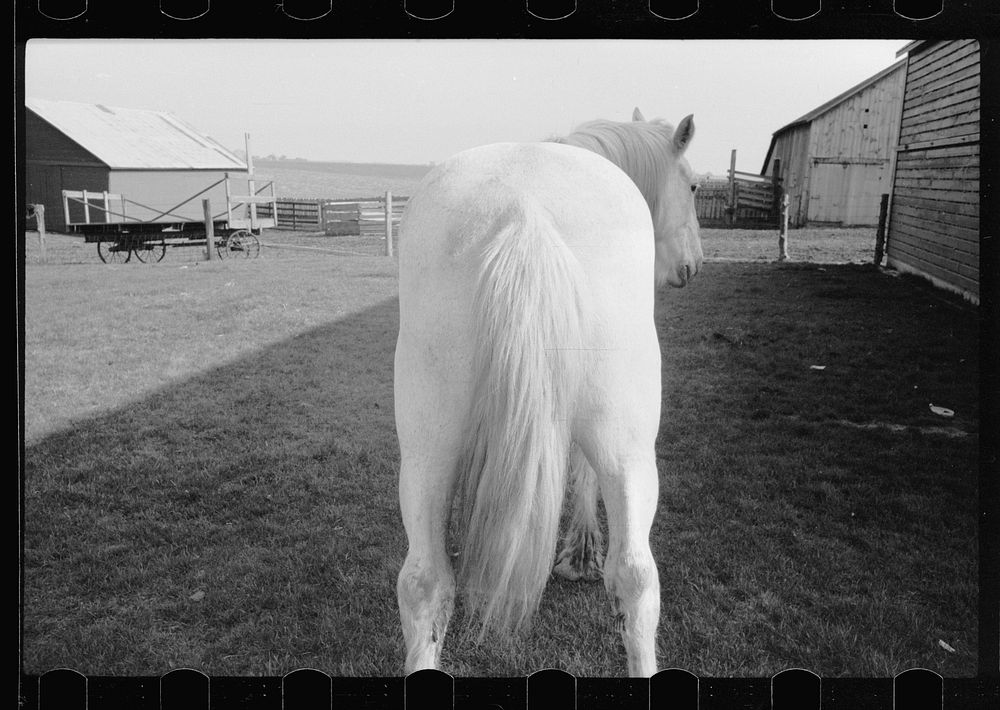 [Untitled photo, possibly related to: Horse, Jasper County, Iowa]. Sourced from the Library of Congress.