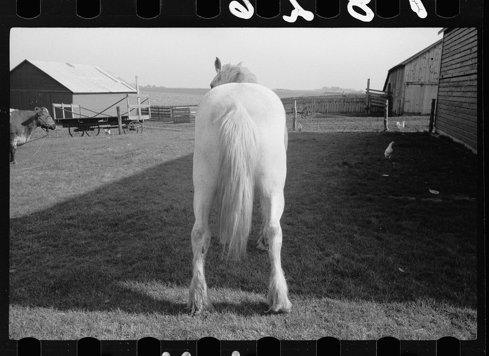 Horse, Jasper County, Iowa. Sourced from the Library of Congress.