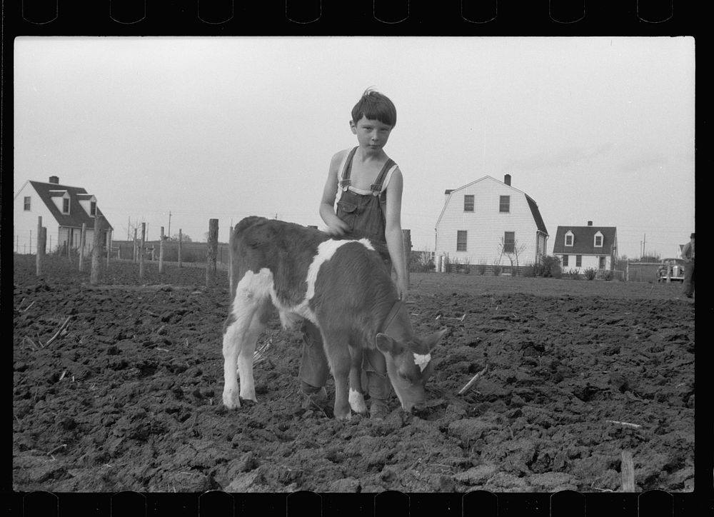 Young boy and calf at Granger Homesteads, Iowa. His father is a miner. Sourced from the Library of Congress.