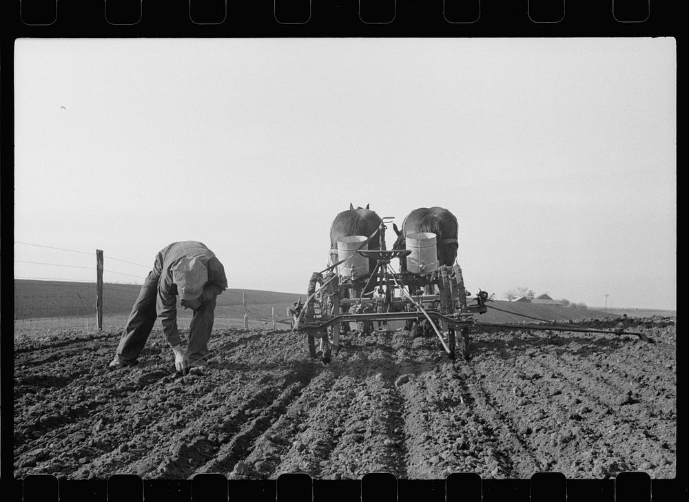 Checking amount of corn dropped by planter in each hill, Jasper County, Iowa. Sourced from the Library of Congress.