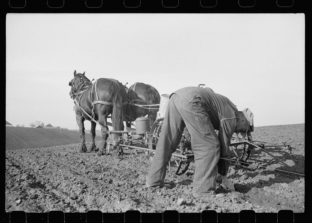Checking the corn in hills, Jasper County, Iowa. Sourced from the Library of Congress.