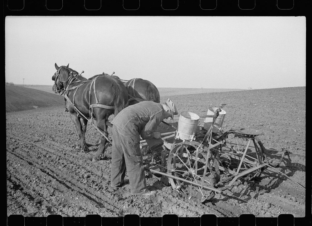 [Untitled photo, possibly related to: Checking amount of corn dropped by planter in each hill, Jasper County, Iowa]. Sourced…