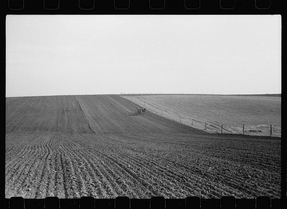 [Untitled photo, possibly related to: Checking amount of corn dropped by planter in each hill, Jasper County, Iowa]. Sourced…