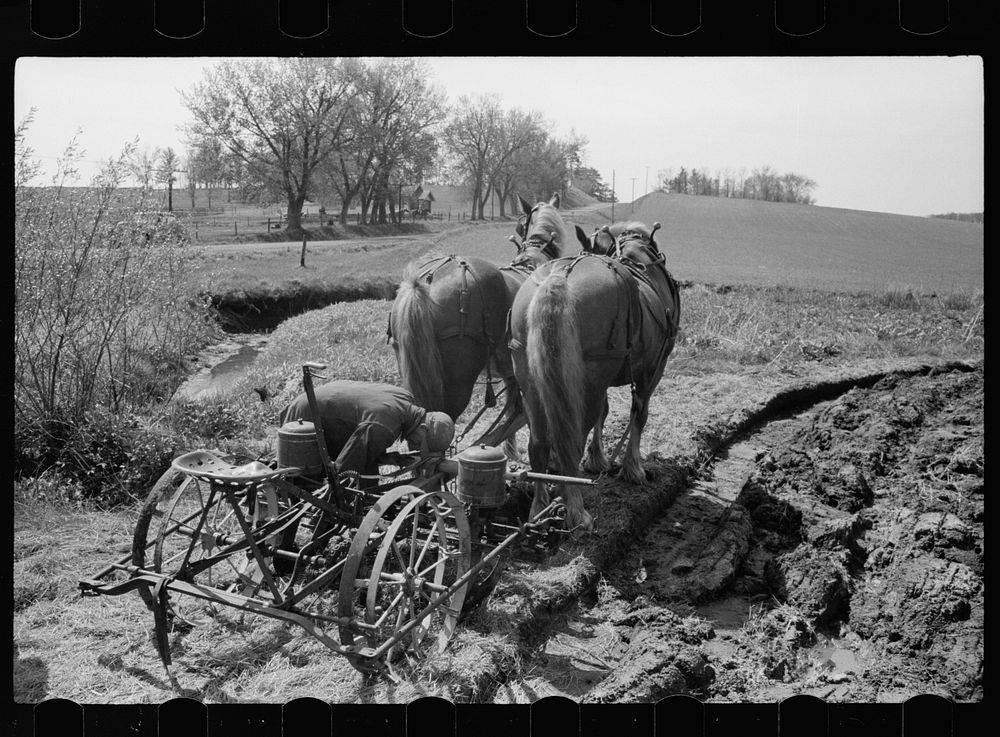 [Untitled photo, possibly related to: Calibrating the corn planter, Jasper County, Iowa]. Sourced from the Library of…
