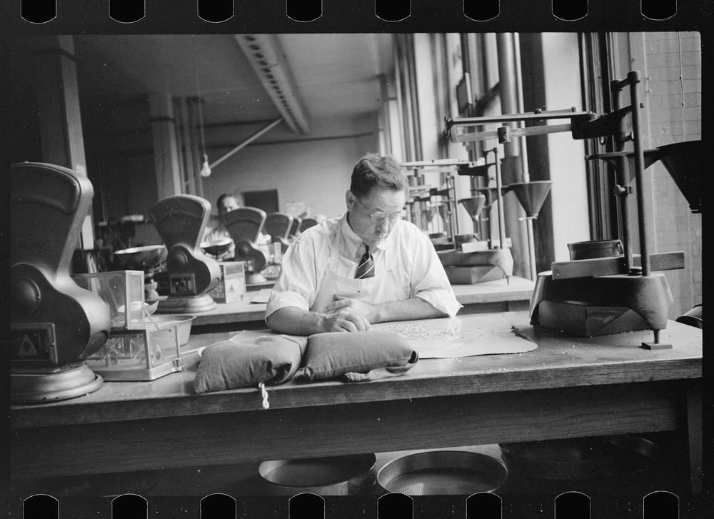 [Untitled photo, possibly related to: Licensed grain inspector testing wheat for impurities, Minneapolis, Minnesota].…