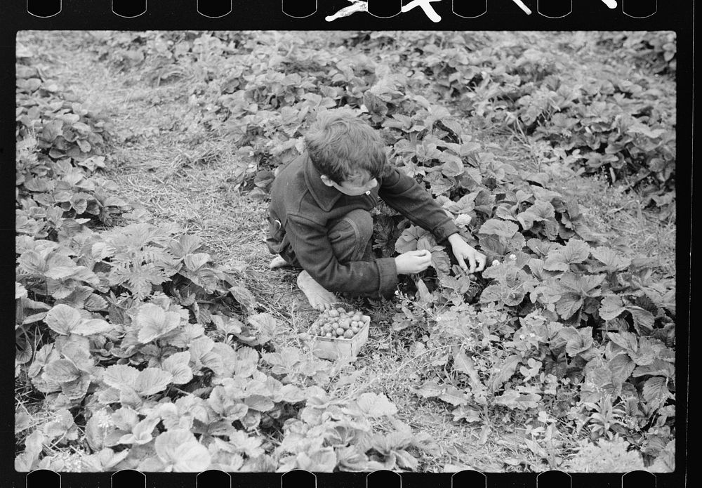 Boy picking strawberries, Berrien County, Michigan. Sourced from the Library of Congress.