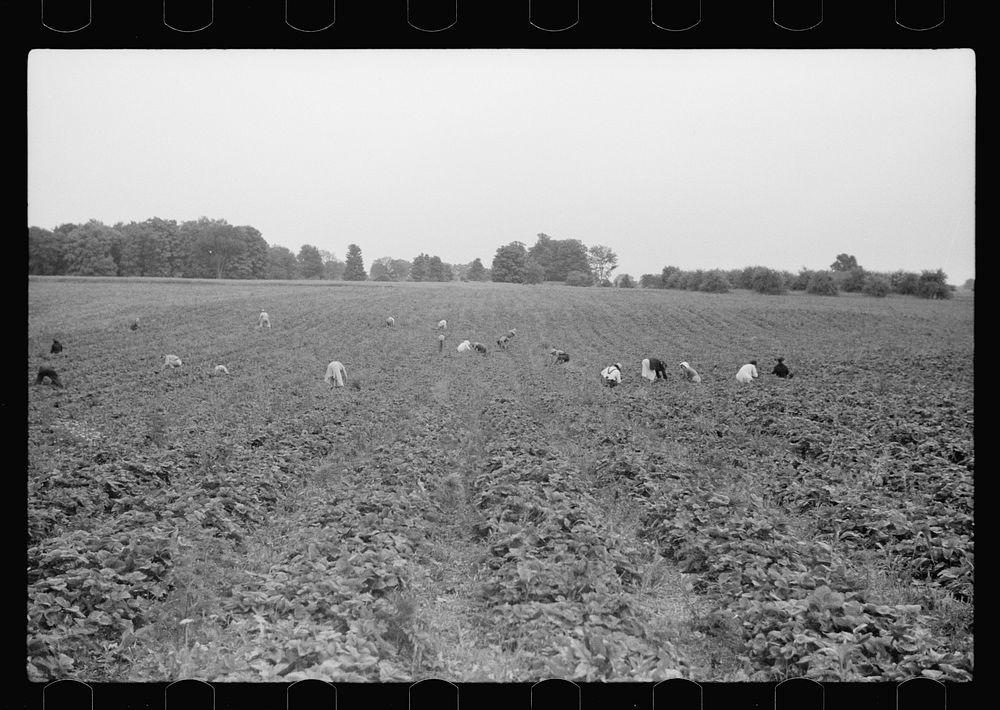 [Untitled photo, possibly related to: Boy picking strawberries, Berrien County, Michigan]. Sourced from the Library of…