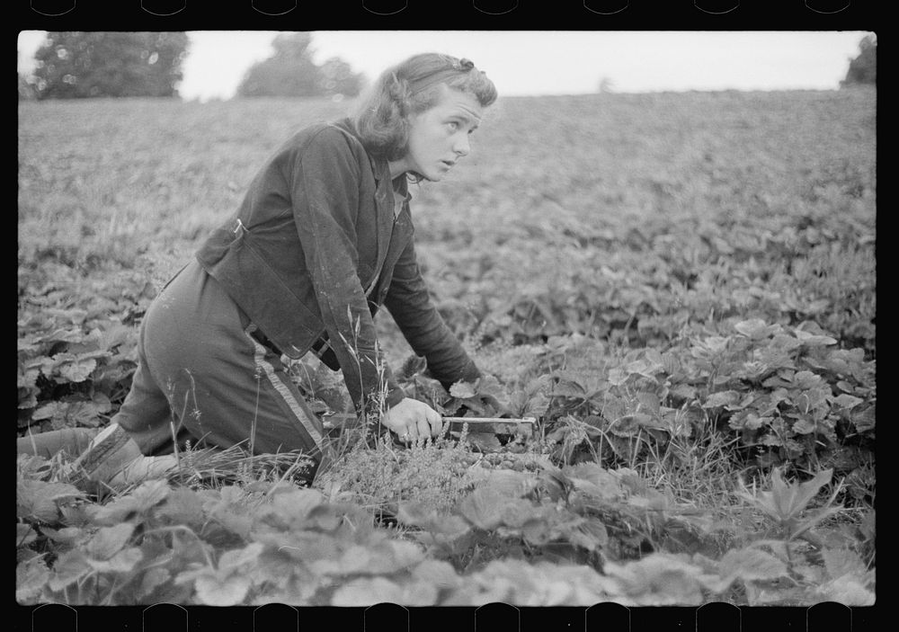 Strawberry picker, Berrien County, Michigan. Sourced from the Library of Congress.