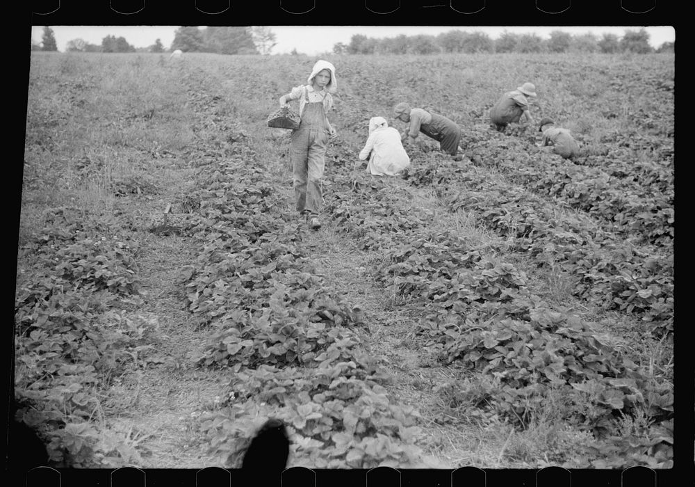 [Untitled photo, possibly related to: Migrant strawberry picker, Berrien County, Michigan]. Sourced from the Library of…