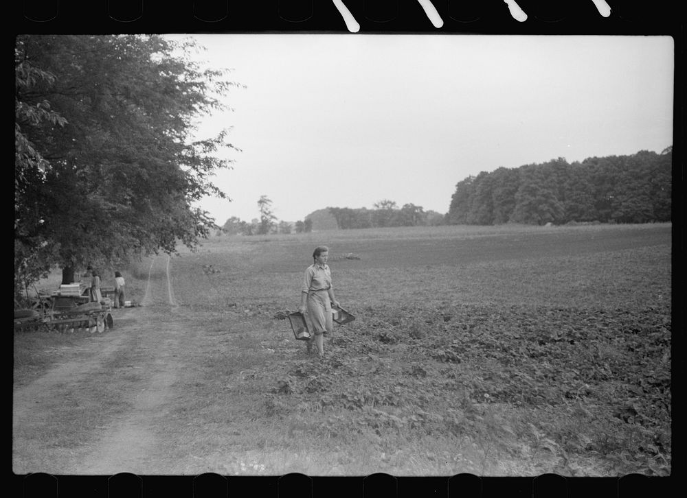 [Untitled photo, possibly related to: Strawberry picker, Berrien County, Michigan]. Sourced from the Library of Congress.