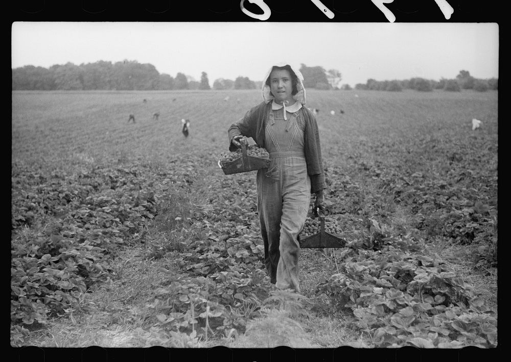 Migrant girl, strawberry picker, Berrien County, Michigan. Sourced from the Library of Congress.