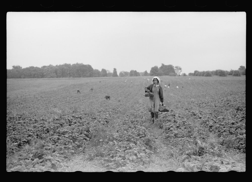 [Untitled photo, possibly related to: Migrant girl, strawberry picker, Berrien County, Mich.]. Sourced from the Library of…