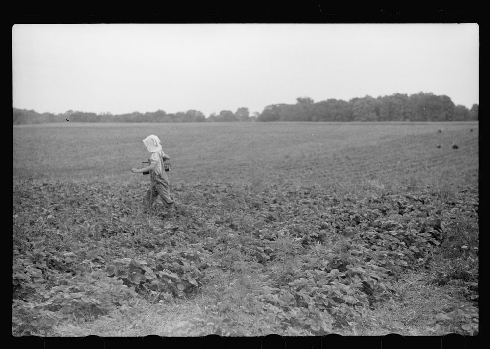 [Untitled photo, possibly related to: Migrant girl, strawberry picker, Berrien County, Mich.]. Sourced from the Library of…