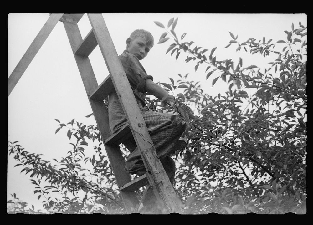 [Untitled photo, possibly related to: Migrant father and son picking cherries, Berrien County, Mich.]. Sourced from the…