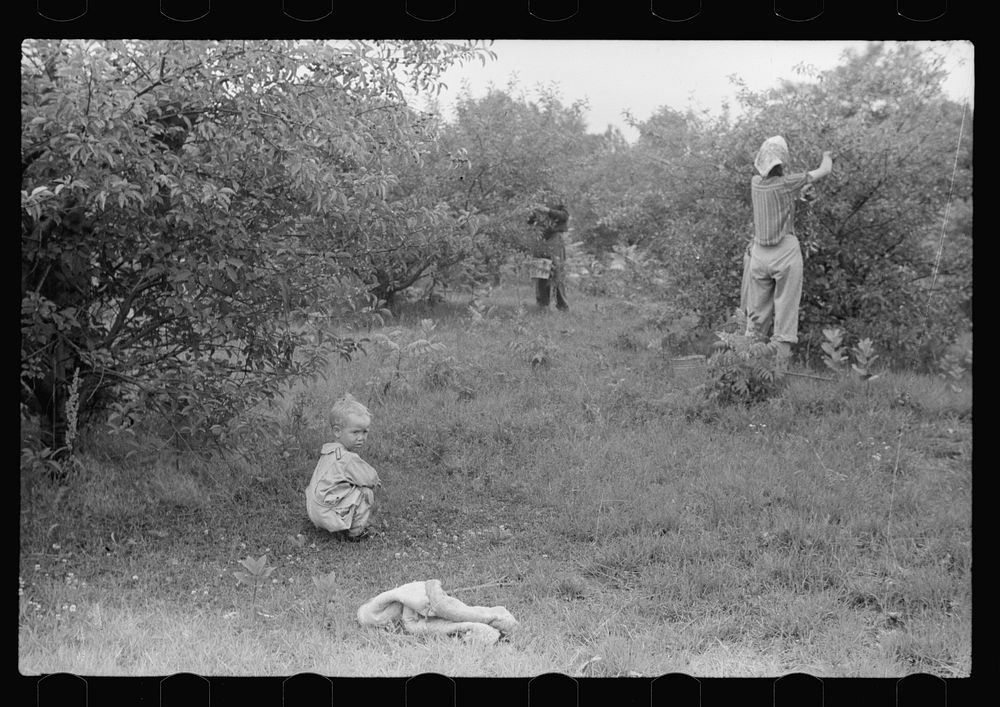 Migrants picking cherries, Berrien County, Michigan. Sourced from the Library of Congress.