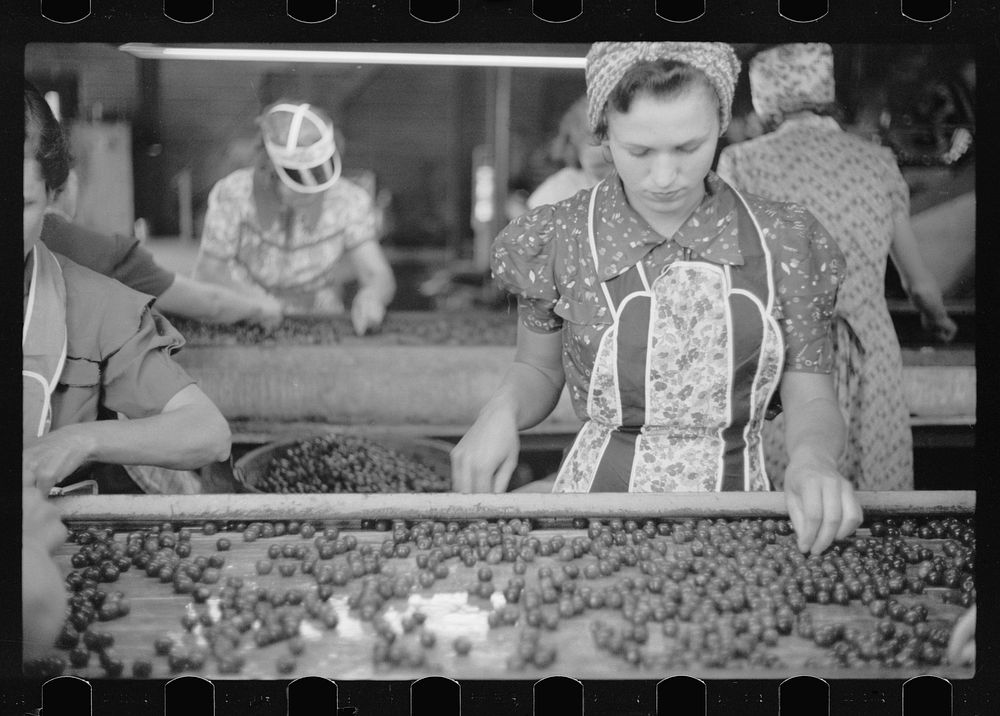 [Untitled photo, possibly related to: Migrant girls working in cherry canning plant, Berrien County, Mich.]. Sourced from…