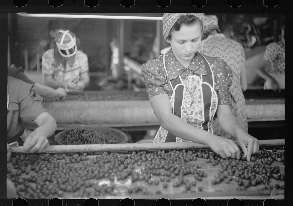 Migrant girls working in cherry canning plant, Berrien County, Mich.. Sourced from the Library of Congress.