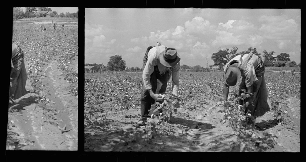 [Untitled photo, possibly related to: Cotton picking scene, Pike County, Mississippi]. Sourced from the Library of Congress.