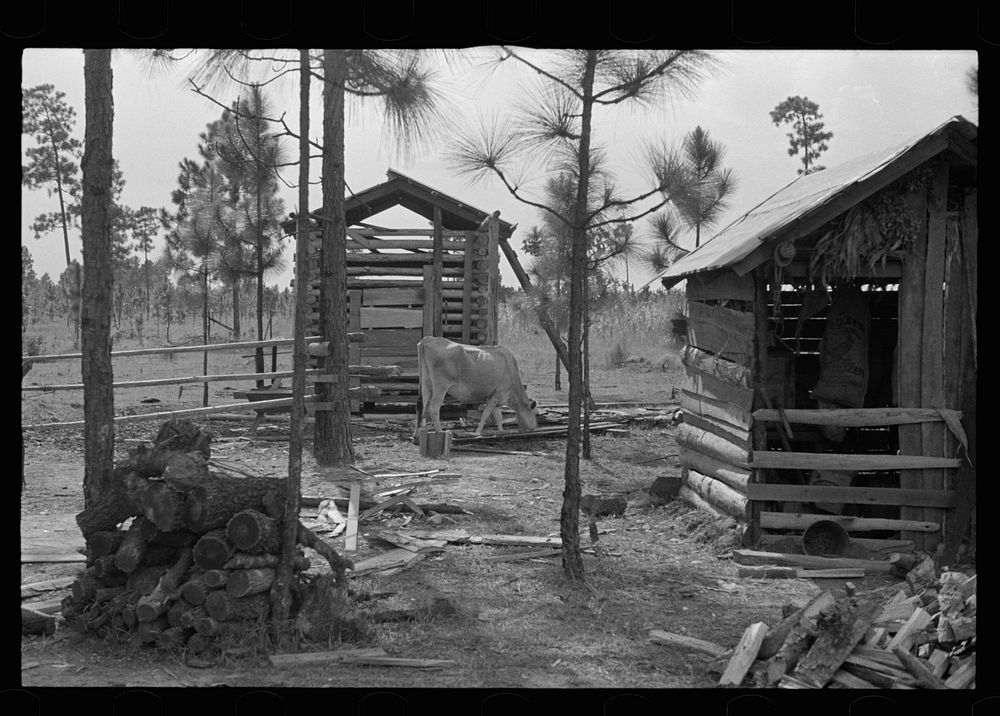 Cow barn and outhouses on sharecropper's farm, Lauderdale County, Mississippi. Sourced from the Library of Congress.