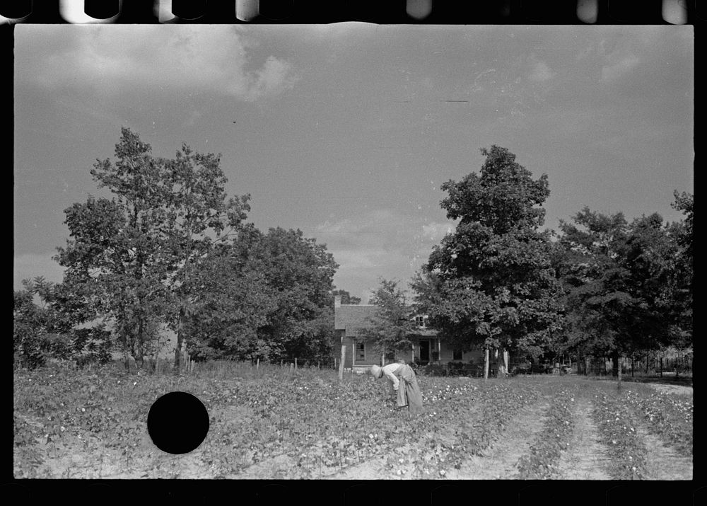 [Untitled photo, possibly related to: Cotton picker, Lauderdale County, Mississippi]. Sourced from the Library of Congress.