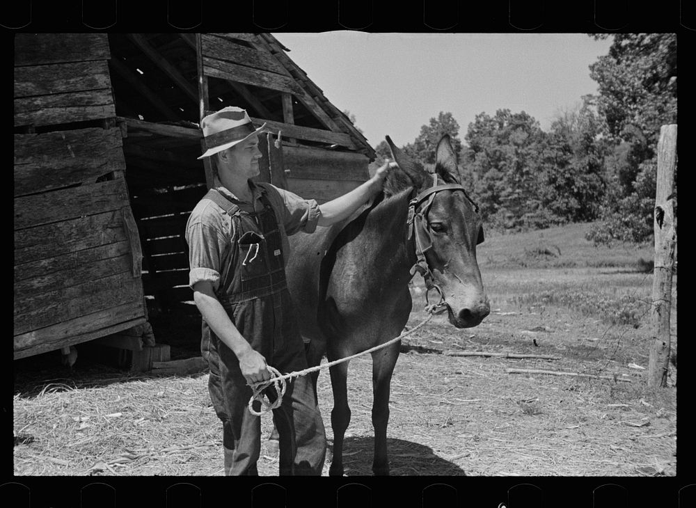 [Untitled photo, possibly related to: Tenant farmer with mule which has been given to him by the Resettlement…