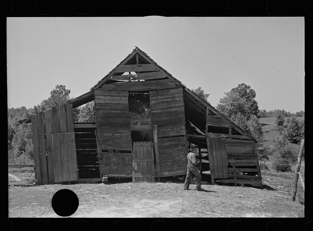 [Untitled photo, possibly related to: Tenant farmer with mule which has been given to him by the Resettlement…