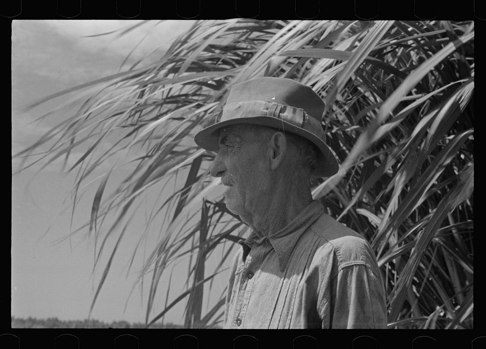 [Untitled photo, possibly related to: Experimental sugarcane (POJ) which has been imported by the Department of Agriculture…